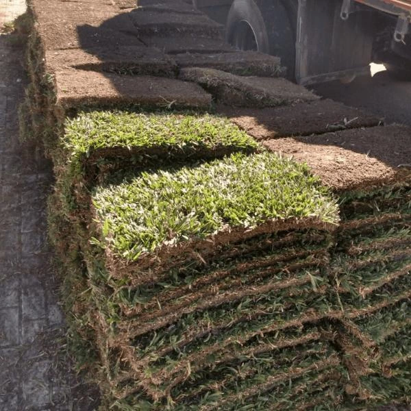 Placa de grama esmeralda