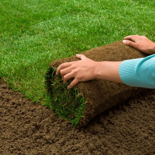 Plantio de grama em casas