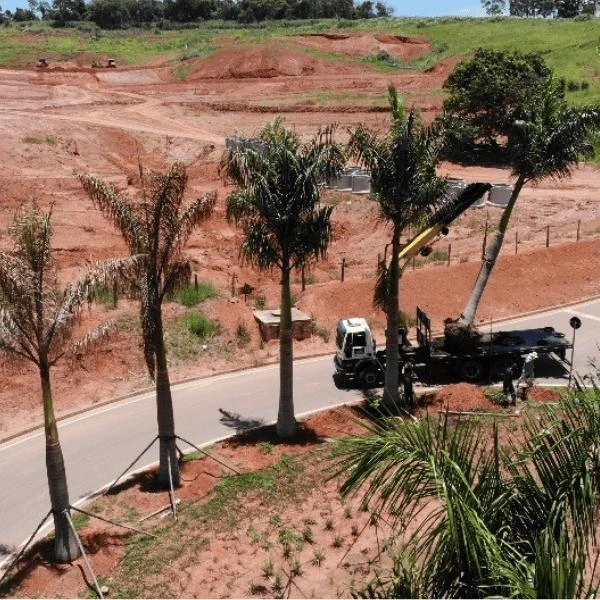 Imagem ilustrativa de Supressão de árvore